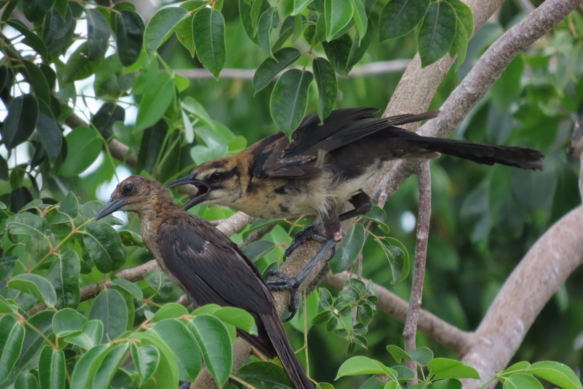 Boat-tailed Grackle - ML640851551