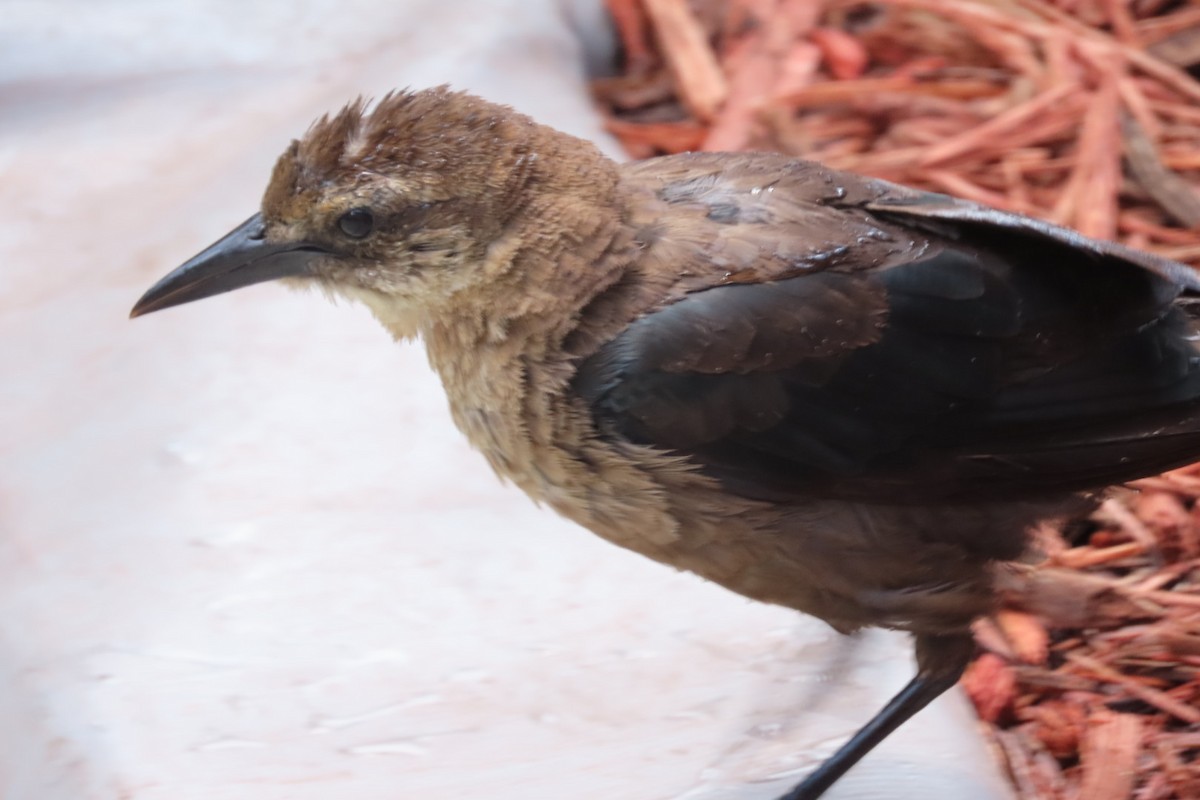 Boat-tailed Grackle - ML640851552