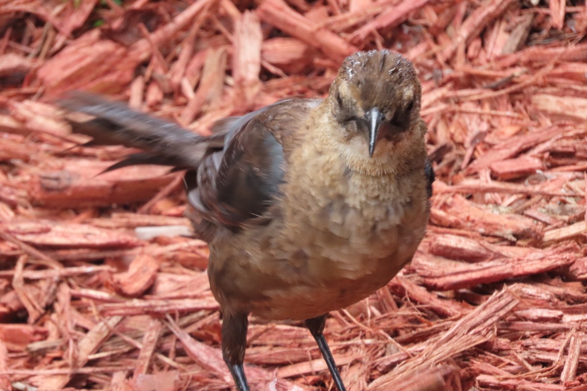 Boat-tailed Grackle - ML640851553