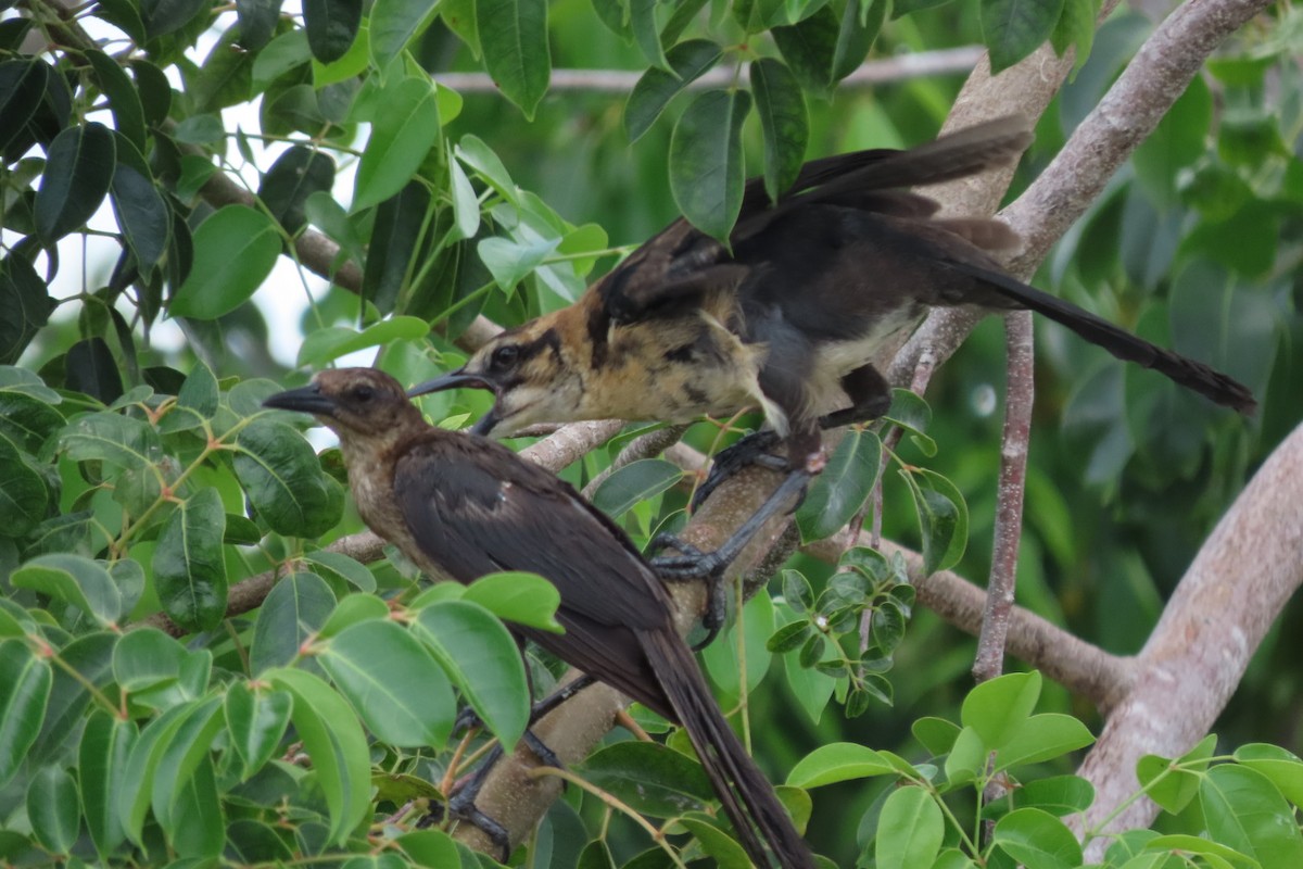 Boat-tailed Grackle - ML640851554