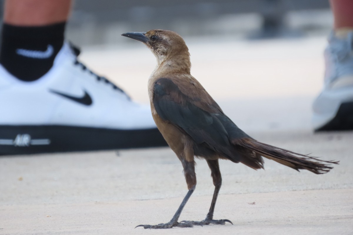 Boat-tailed Grackle - ML640851555