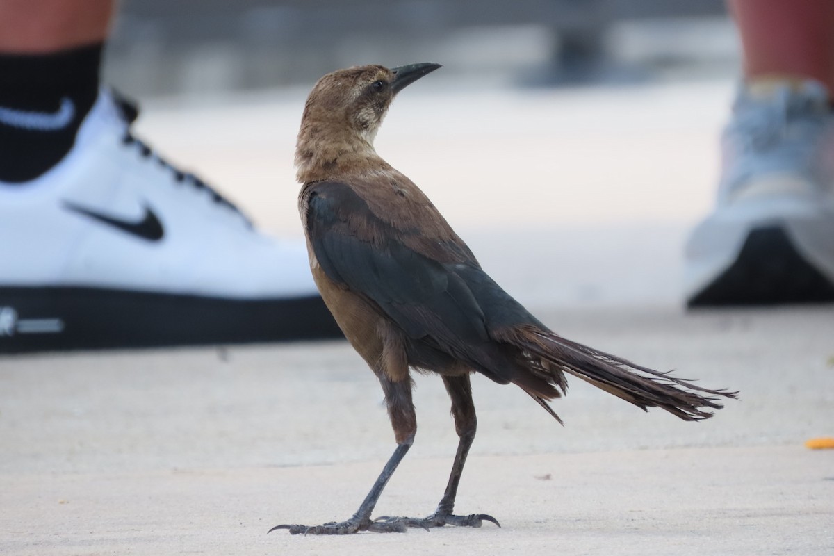 Boat-tailed Grackle - ML640851556