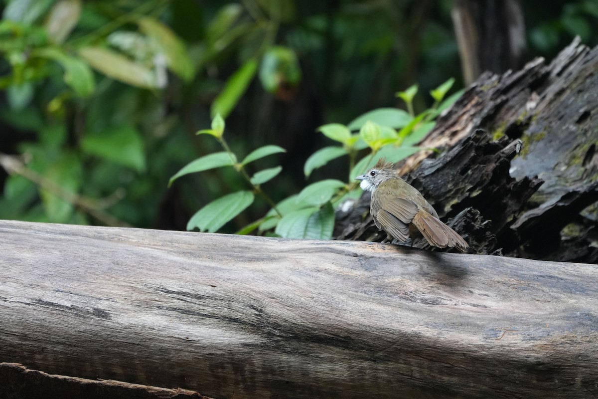 Ochraceous Bulbul - ML640851557