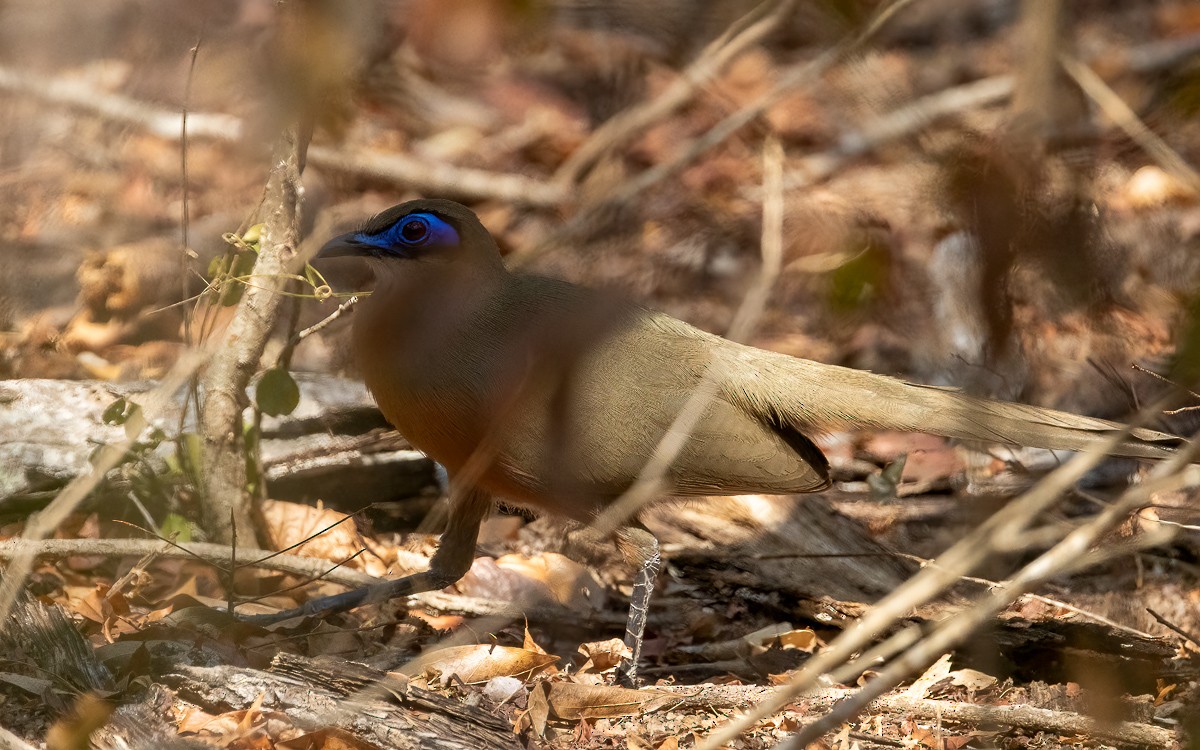 Coquerel's Coua - ML640851578