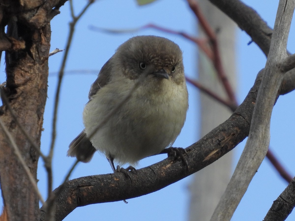 Western Thornbill - ML640851584