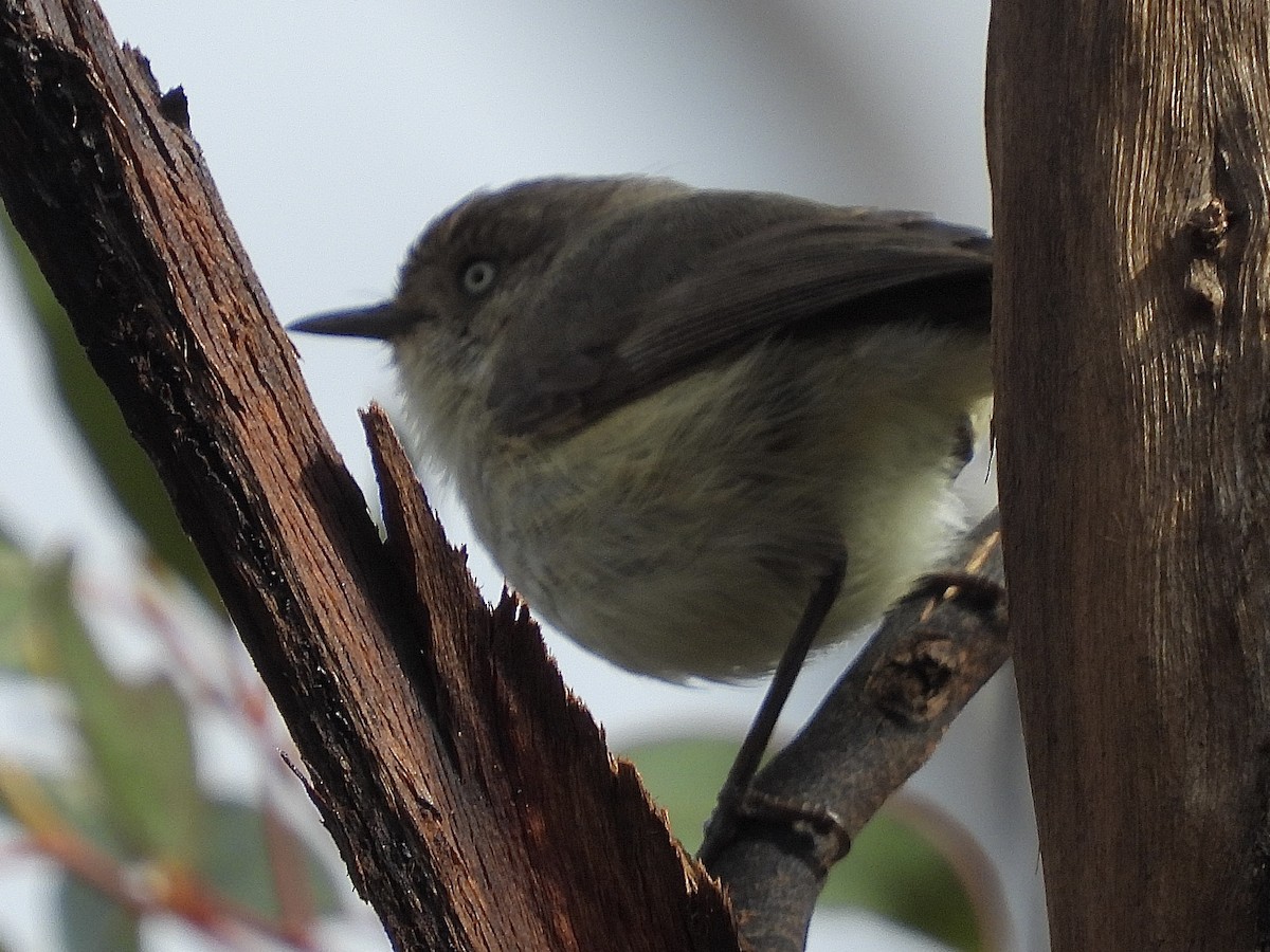 Western Thornbill - ML640851585