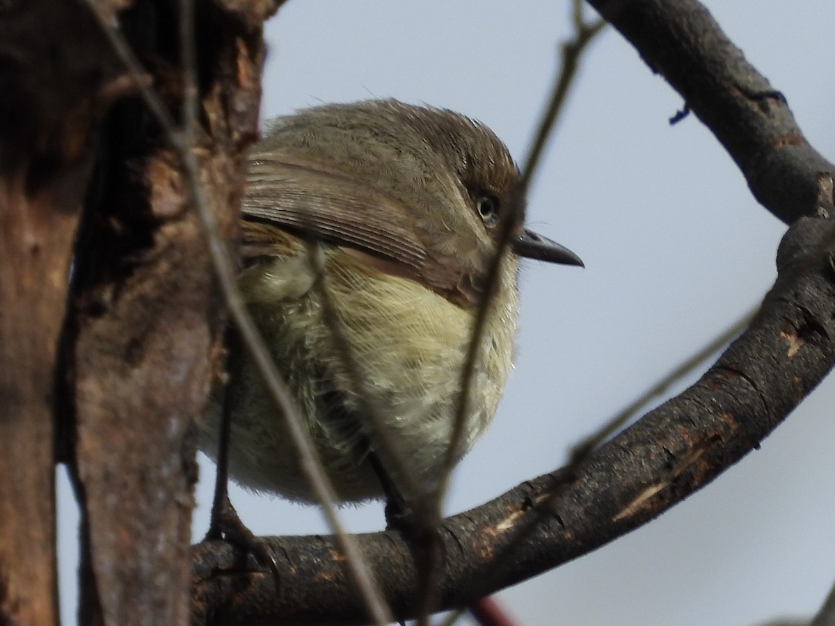 Western Thornbill - ML640851597