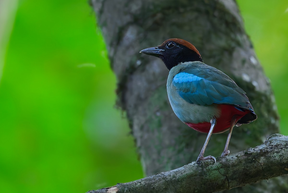 Western Hooded Pitta - ML640851635