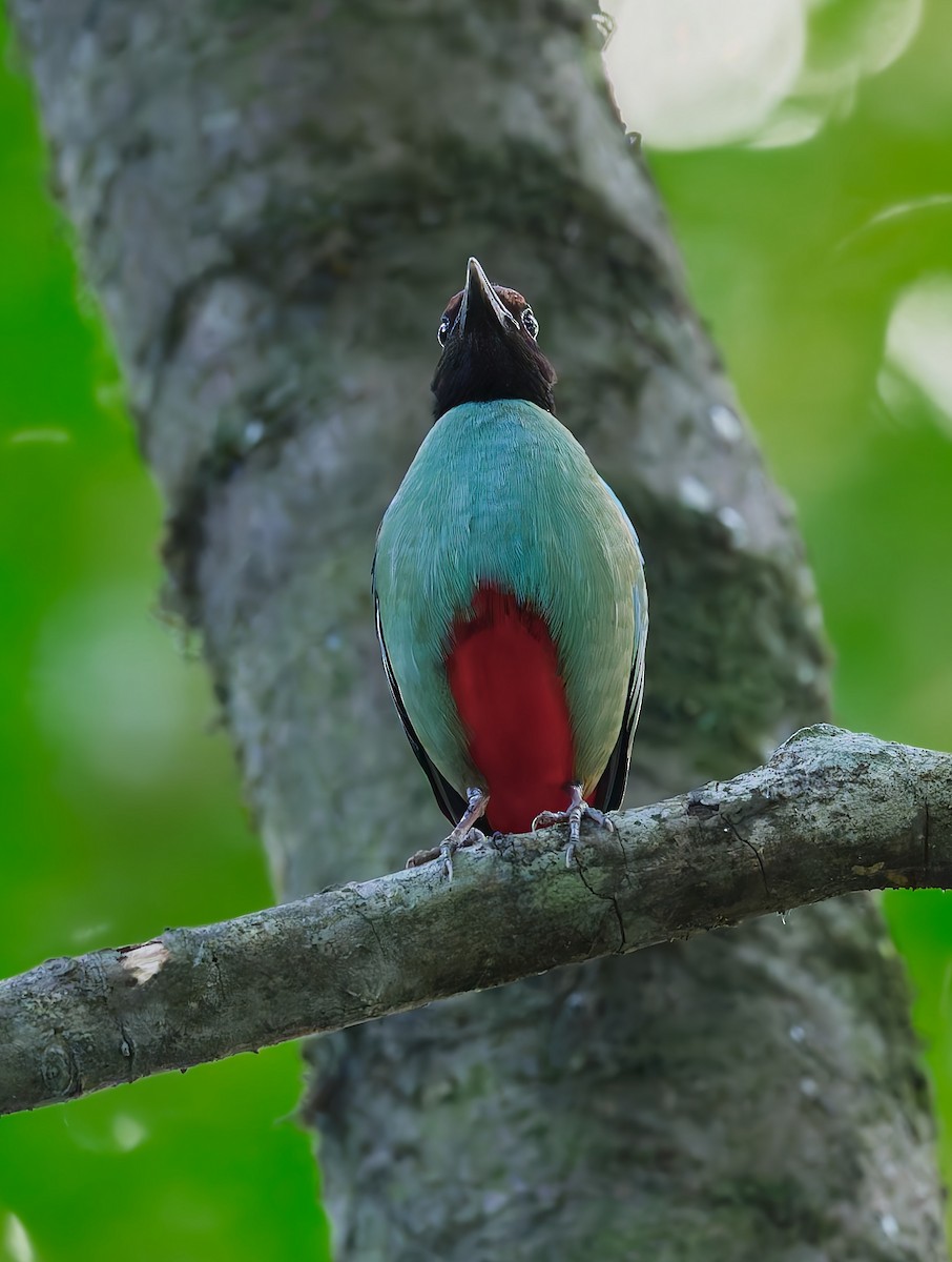 Western Hooded Pitta - ML640851636