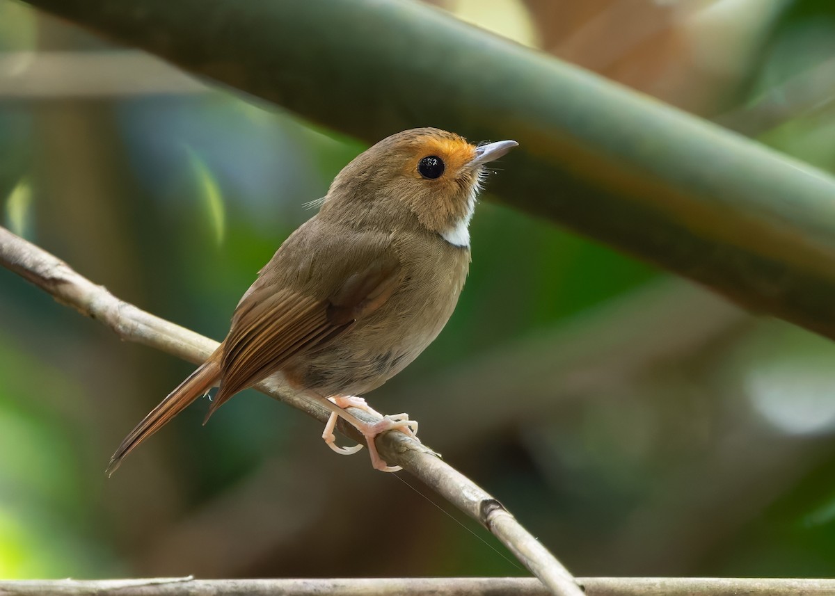 Rufous-browed Flycatcher - ML640851642