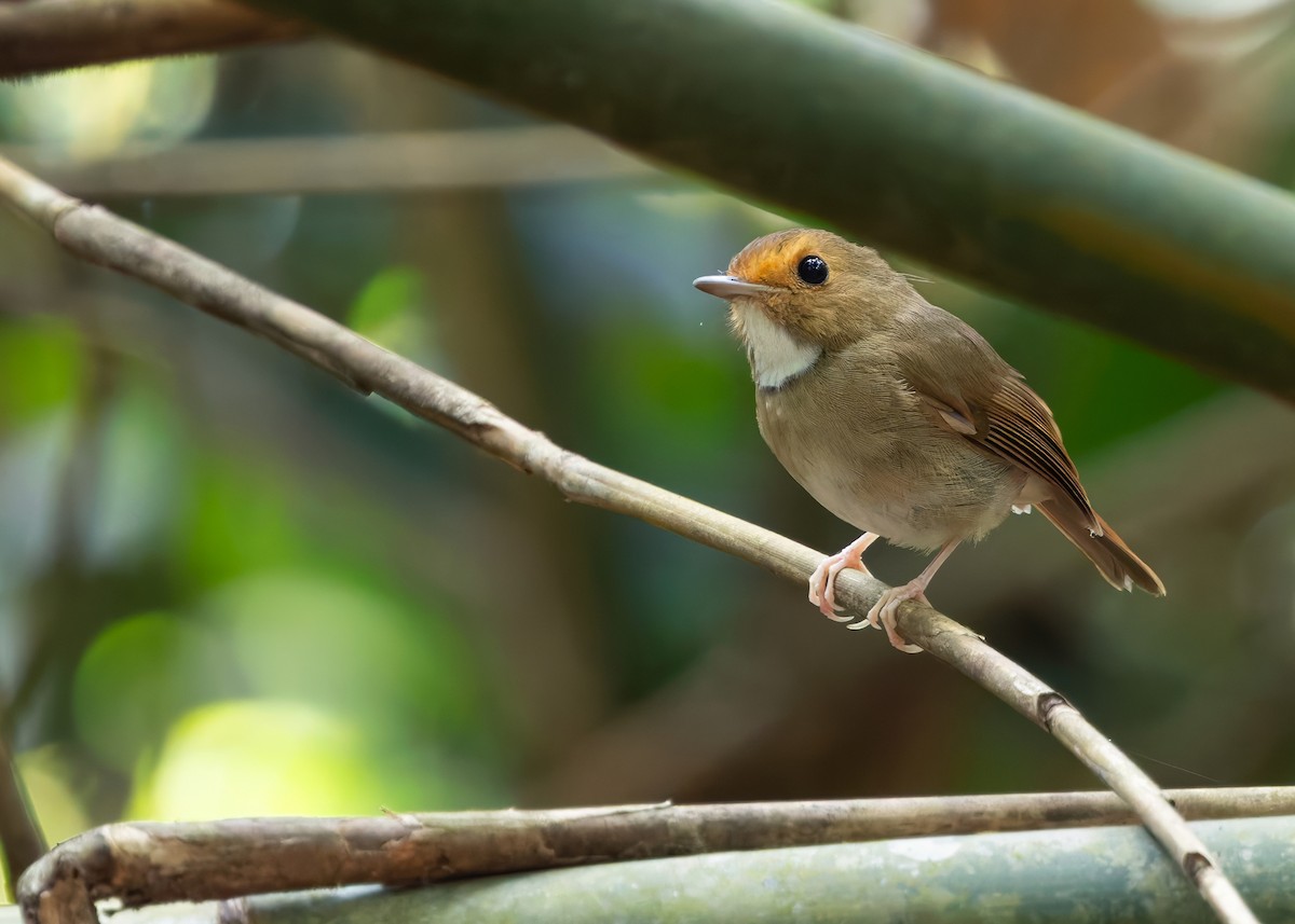 Rufous-browed Flycatcher - ML640851643