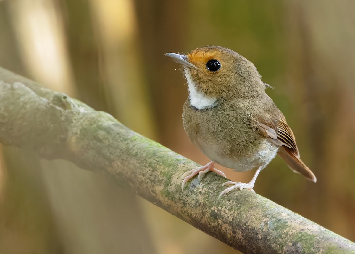 Rufous-browed Flycatcher - ML640851644