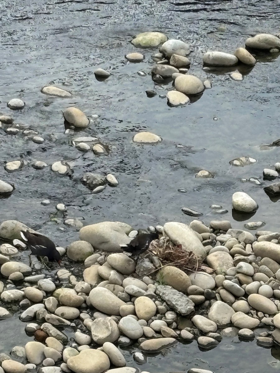 紅冠水雞 - ML640851654