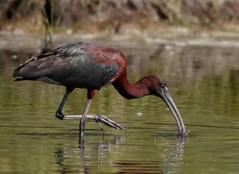 Glossy Ibis - ML640851655