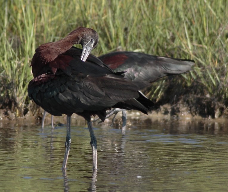 Glossy Ibis - ML640851661