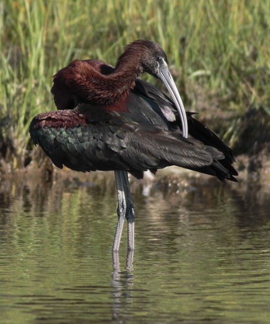 Glossy Ibis - ML640851668