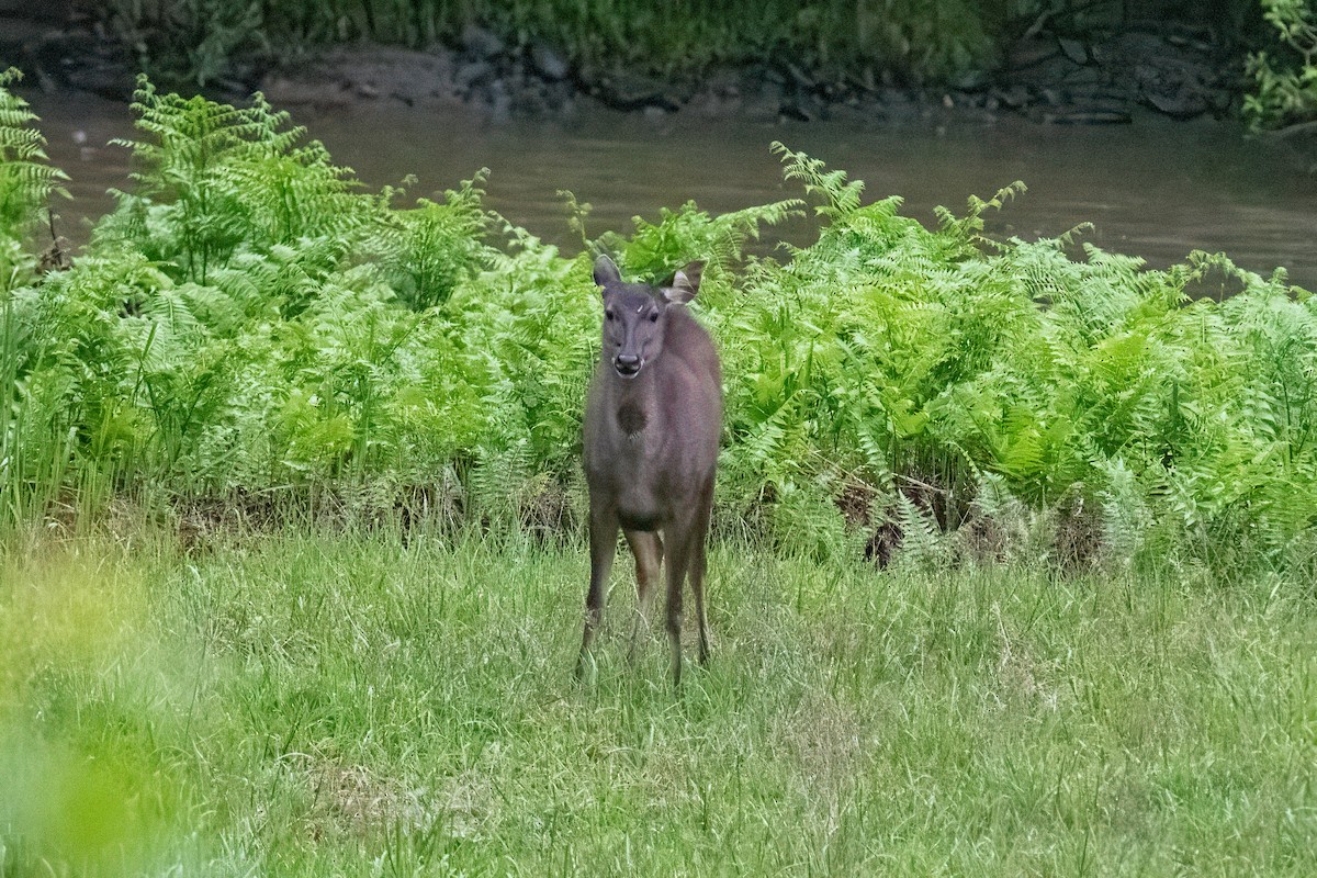 Bornean Sambar - ML640851670