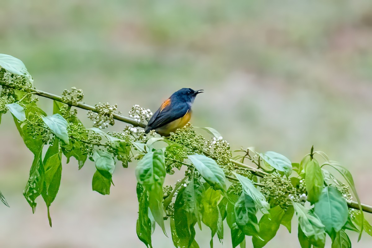 Orange-bellied Flowerpecker - ML640851674