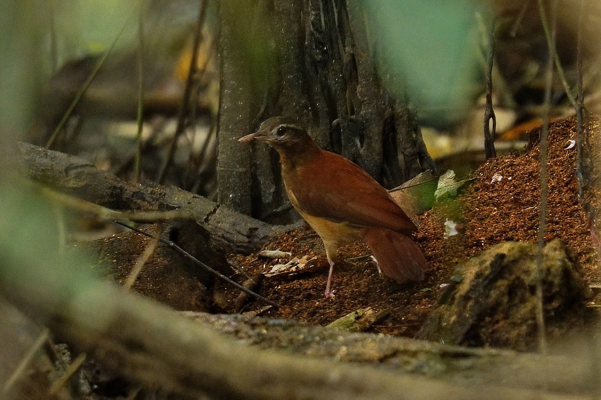 Pale-billed Hornero - ML640851700
