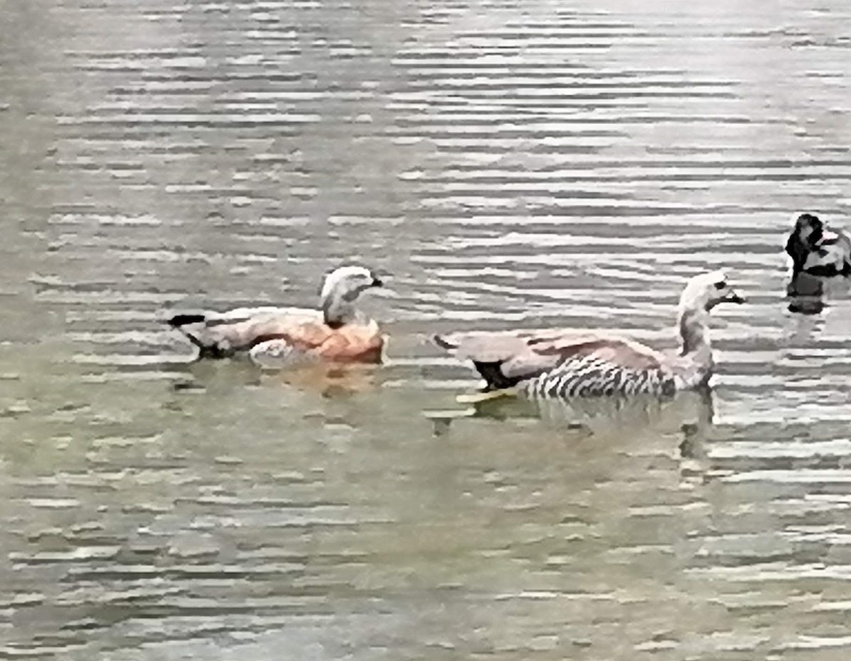 Ashy-headed Goose - ML640851805
