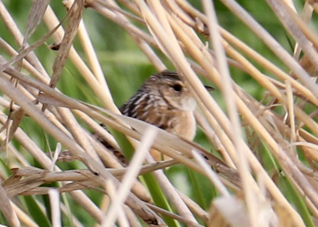 Sedge Wren - ML640851845