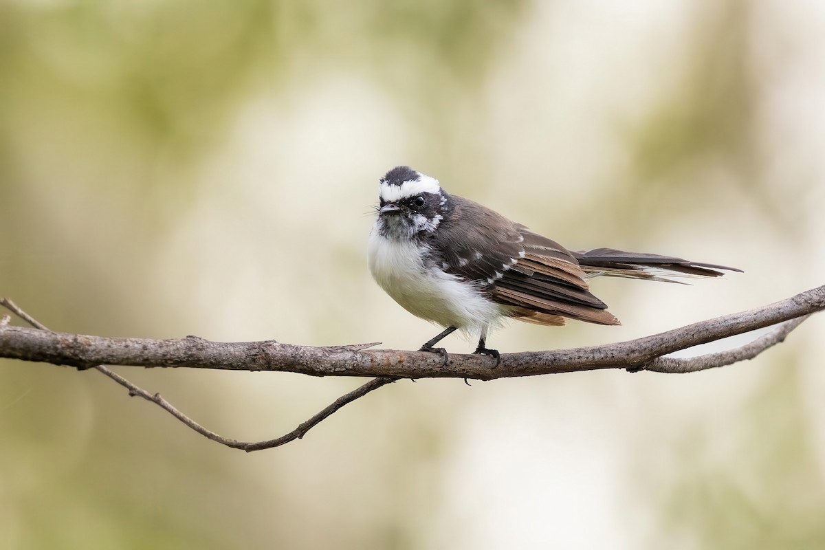 White-browed Fantail - ML640851854