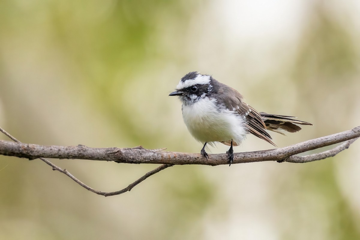 White-browed Fantail - ML640851855