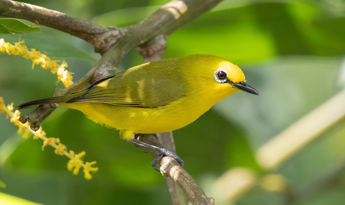 Pemba White-eye - ML640851933