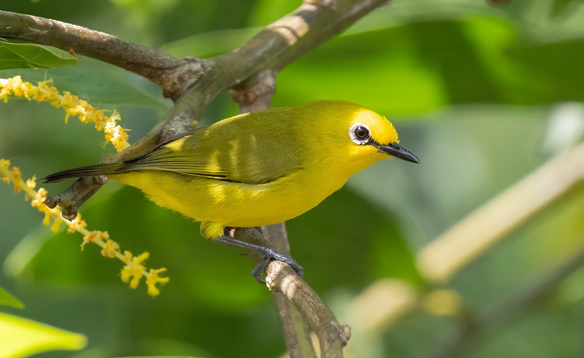 Pemba White-eye - ML640851934