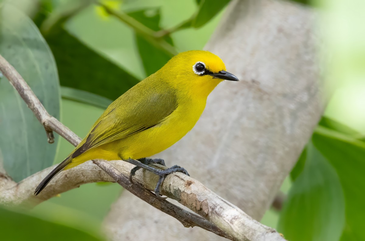 Pemba White-eye - ML640851935