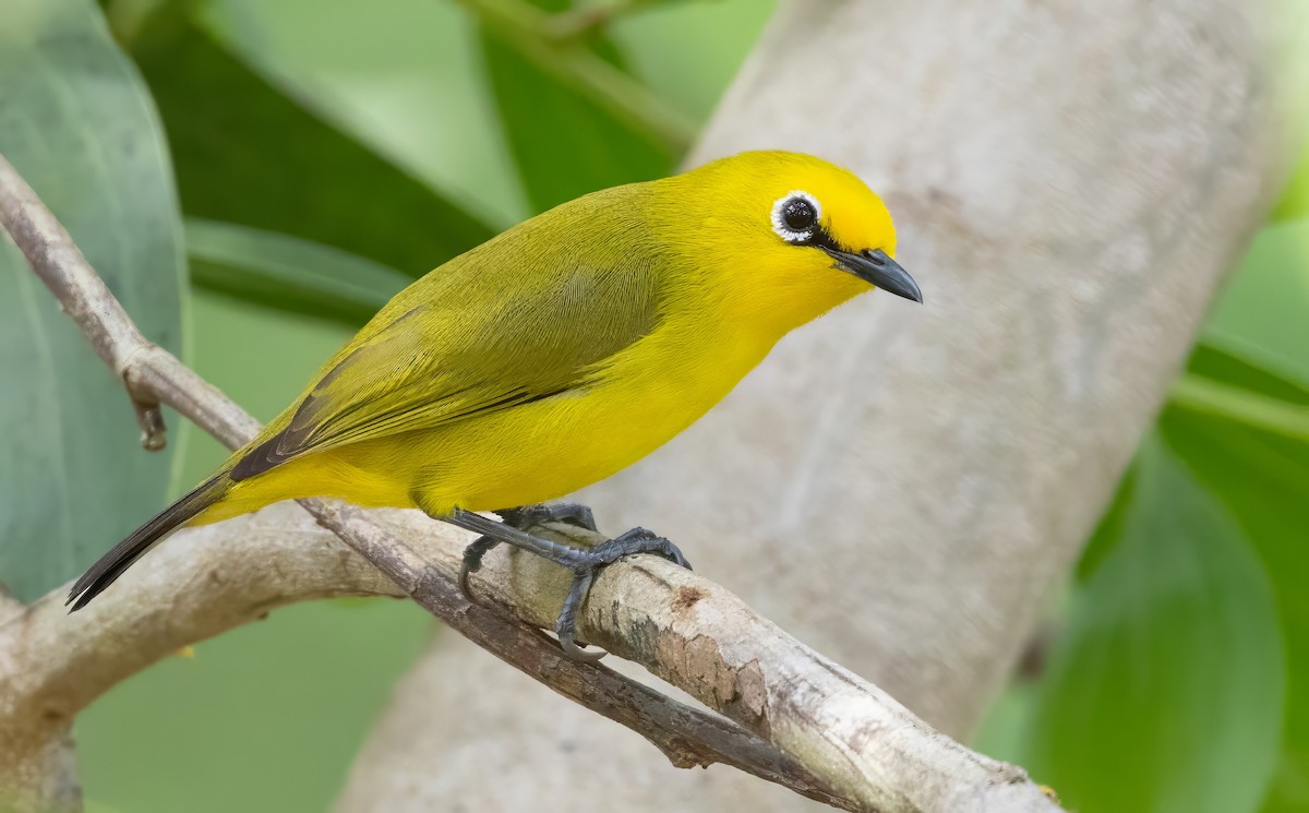 Pemba White-eye - ML640851936