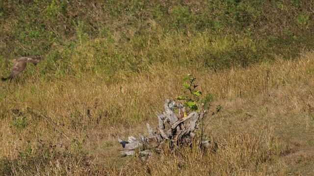 Spotted Harrier - ML640851942