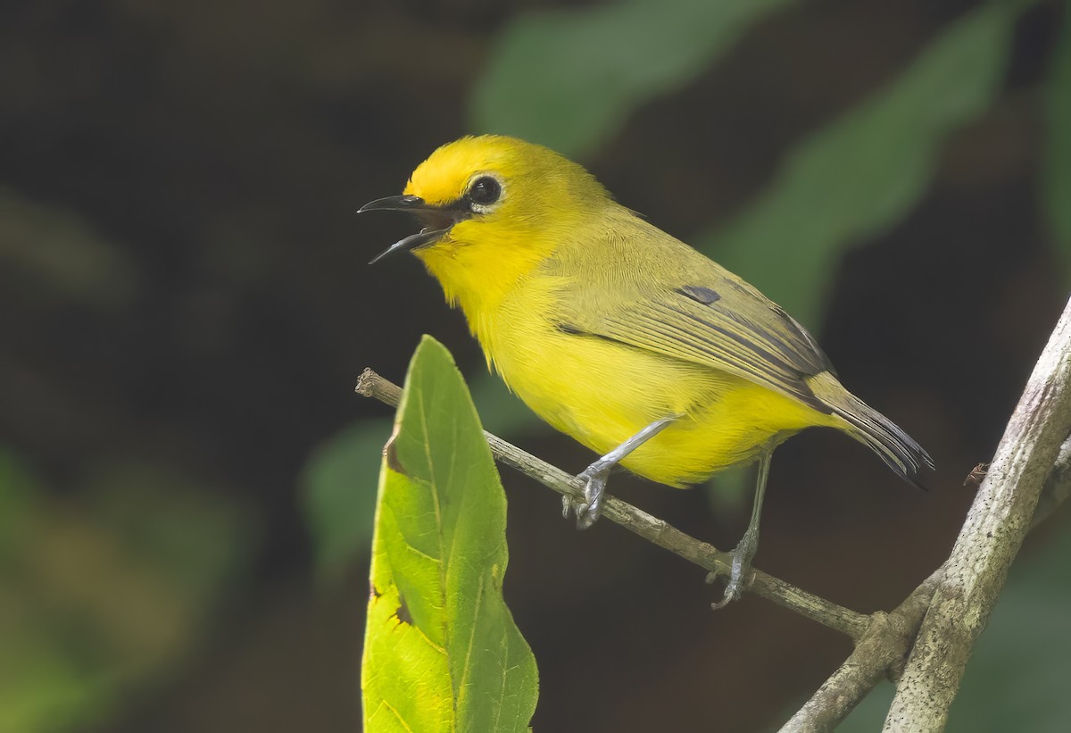 Pemba White-eye - ML640851963