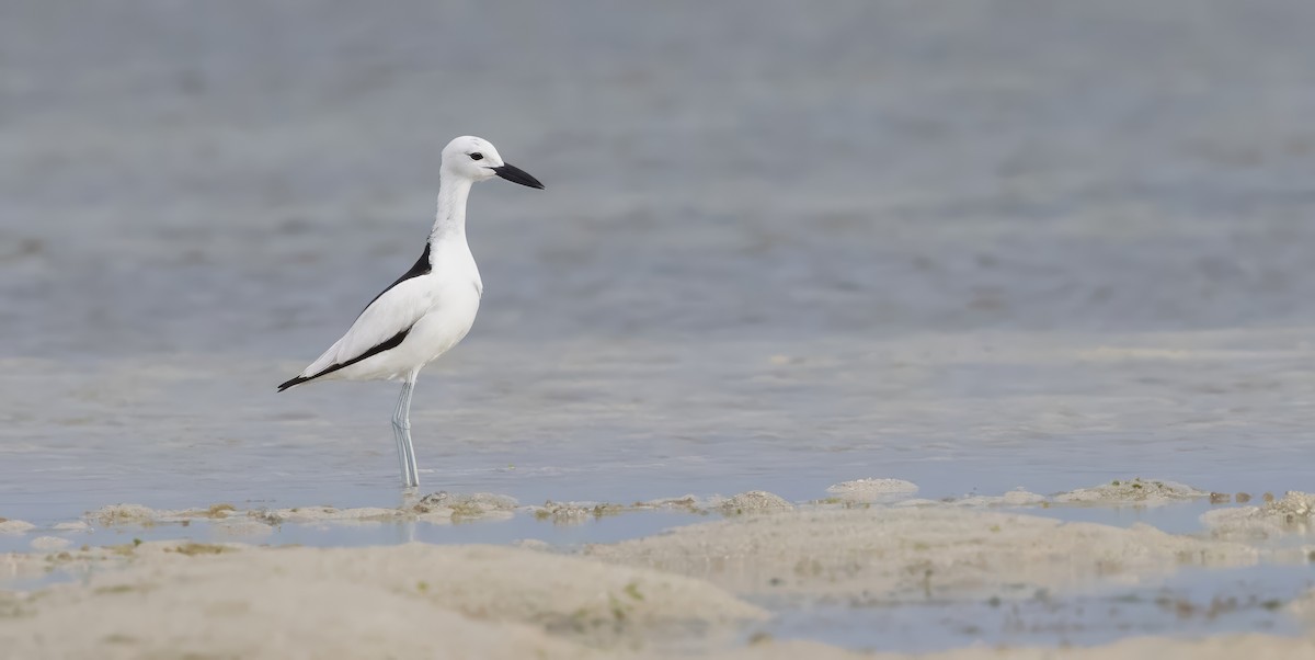Crab-Plover - ML640852001