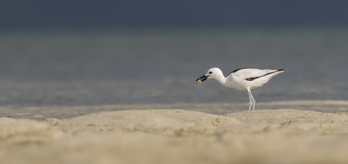 Crab-Plover - ML640852002