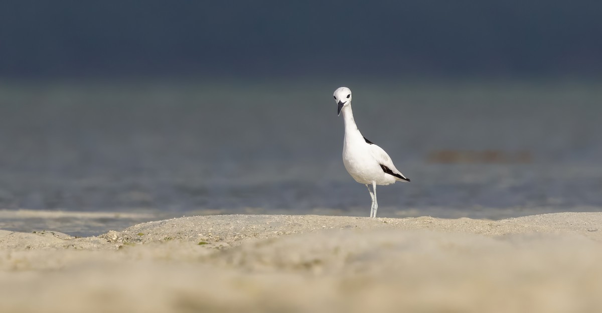 Crab-Plover - ML640852003