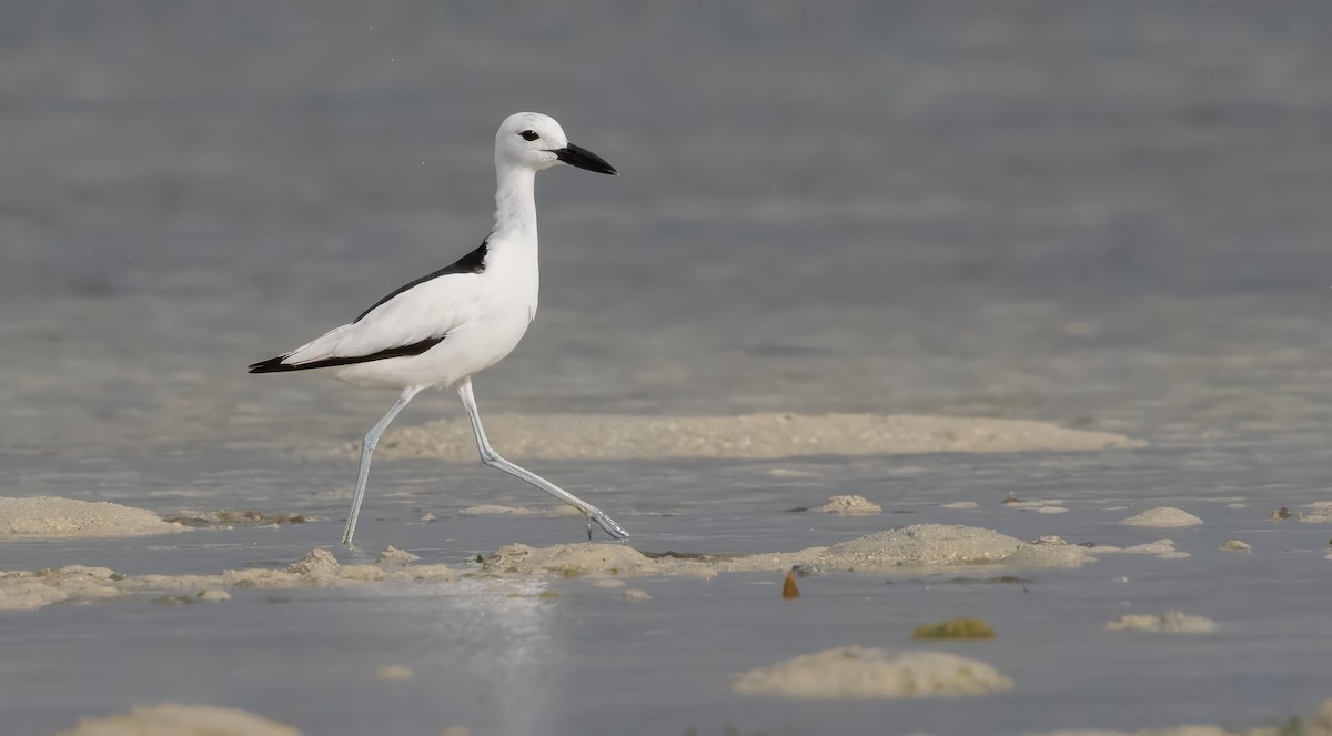 Crab-Plover - ML640852004