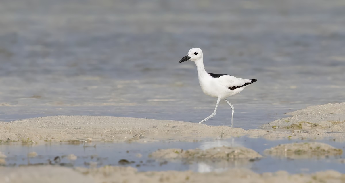 Crab-Plover - ML640852005