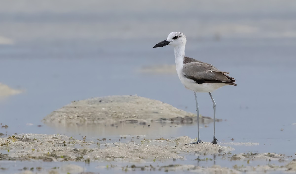 Crab-Plover - ML640852006