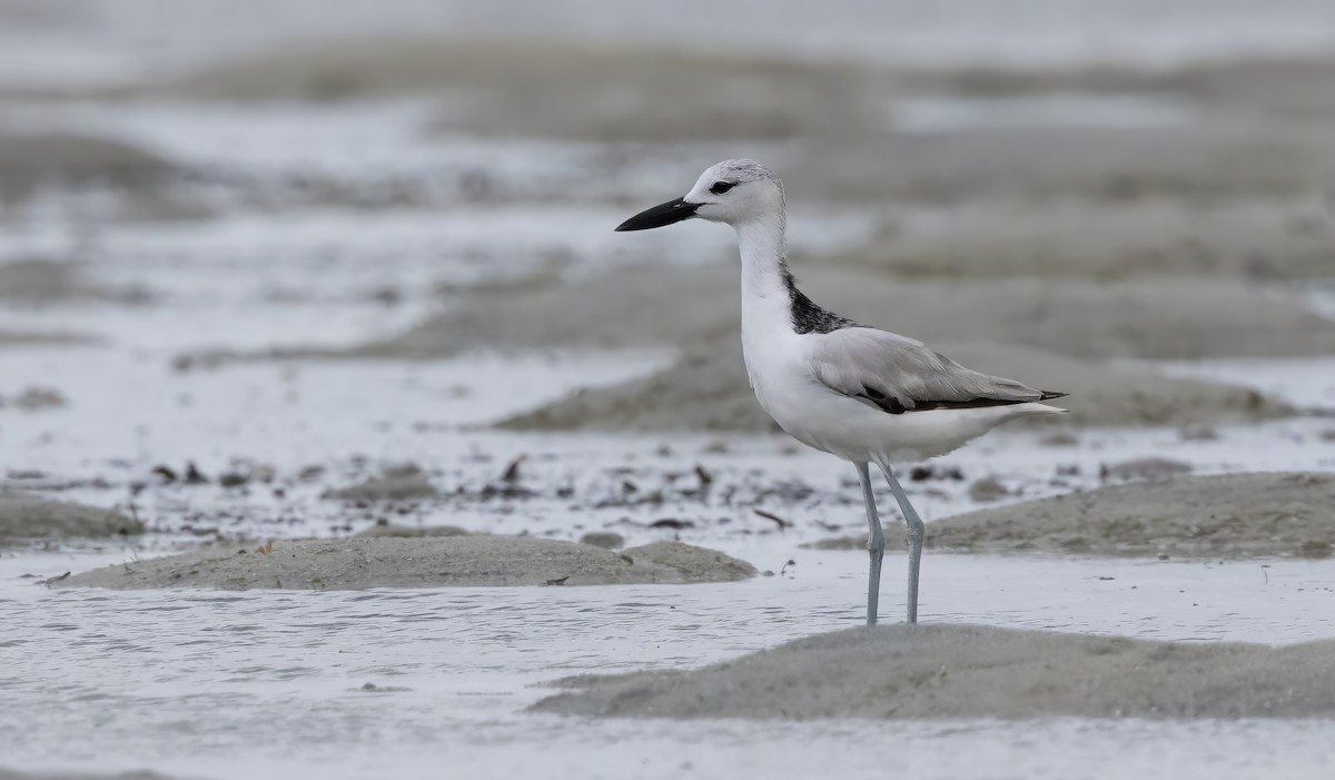 Crab-Plover - ML640852008