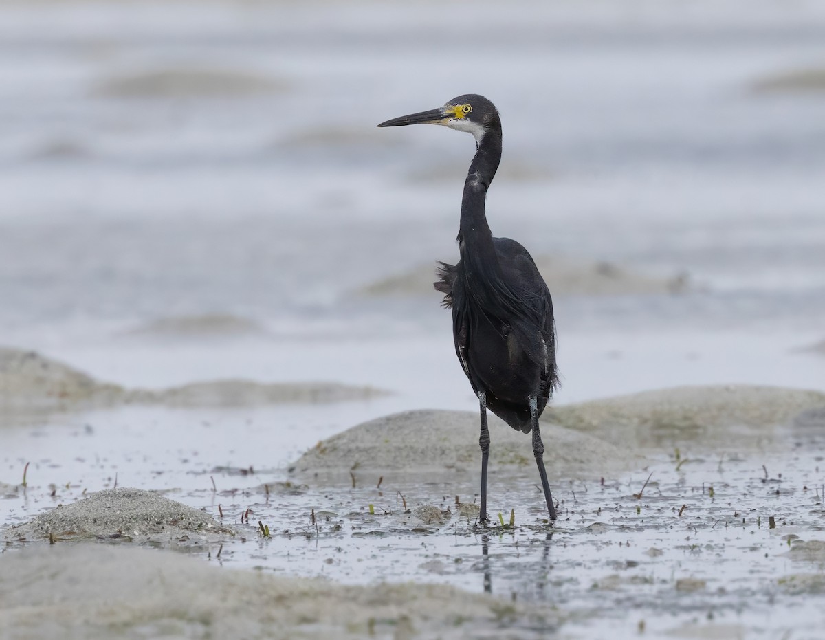 Little Egret - ML640852011