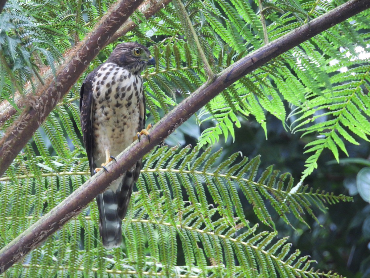 Double-toothed Kite - ML640852020