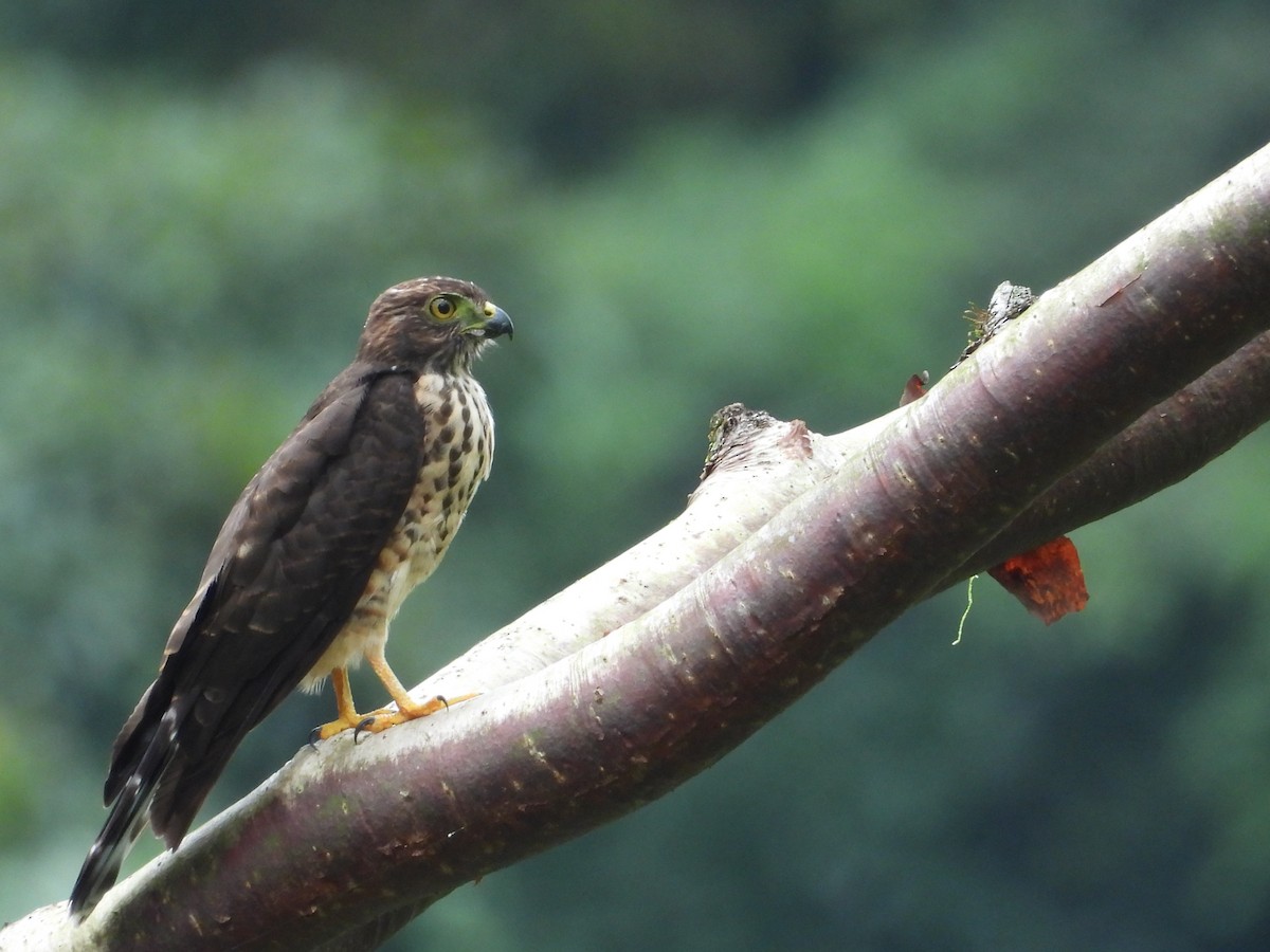 Double-toothed Kite - ML640852021