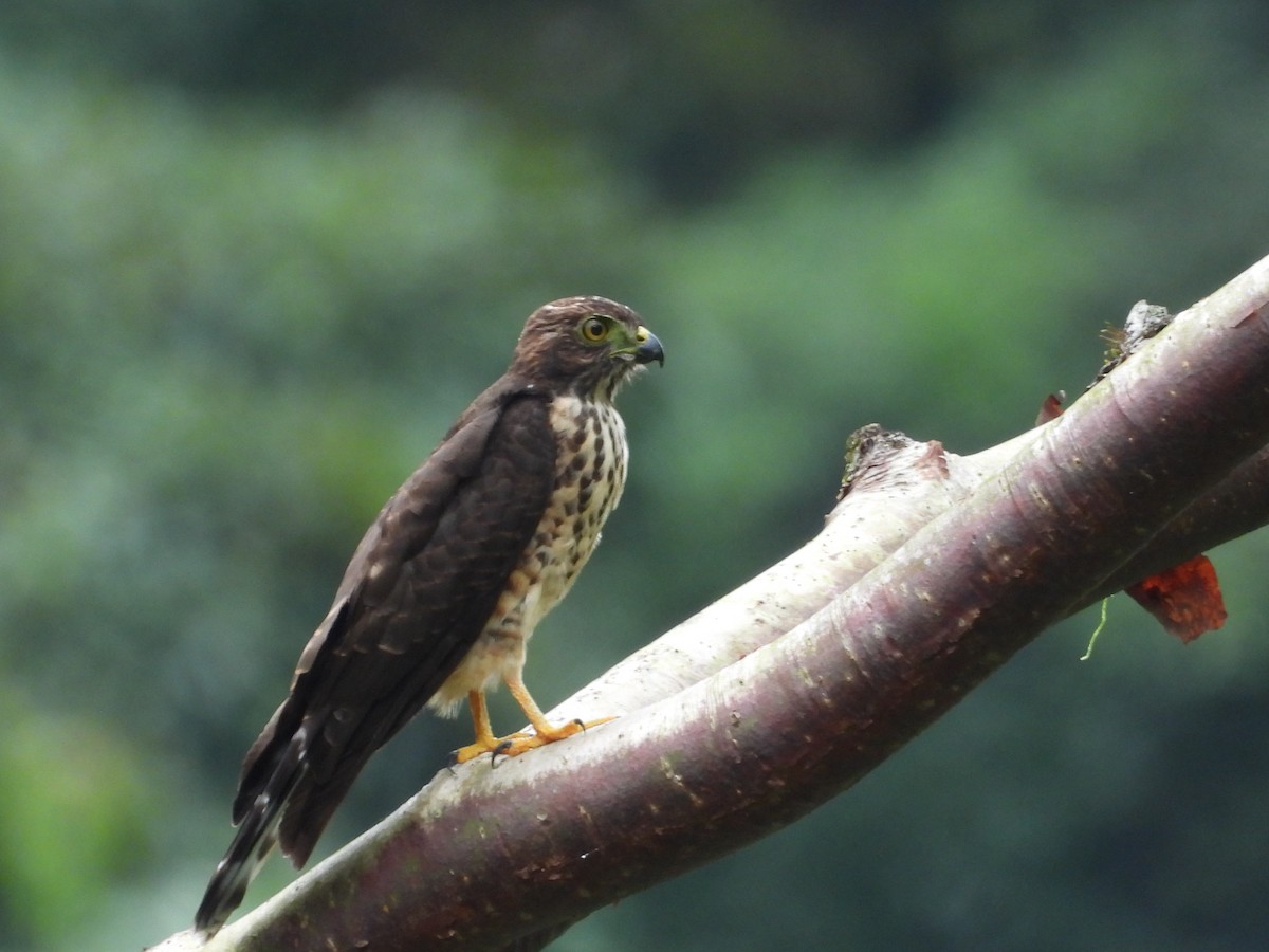 Double-toothed Kite - ML640852024