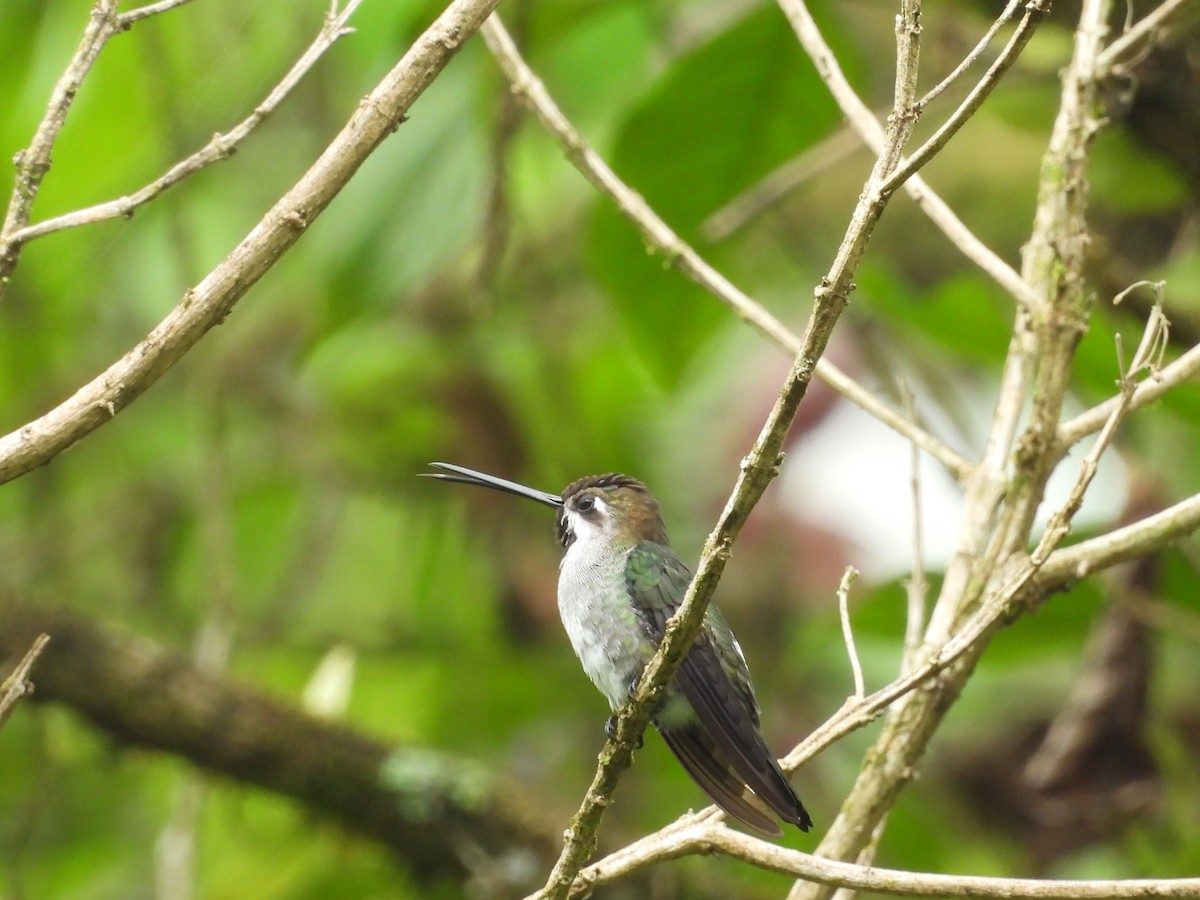 Long-billed Starthroat - ML640852034