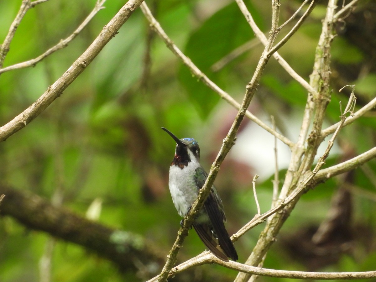 Long-billed Starthroat - ML640852035