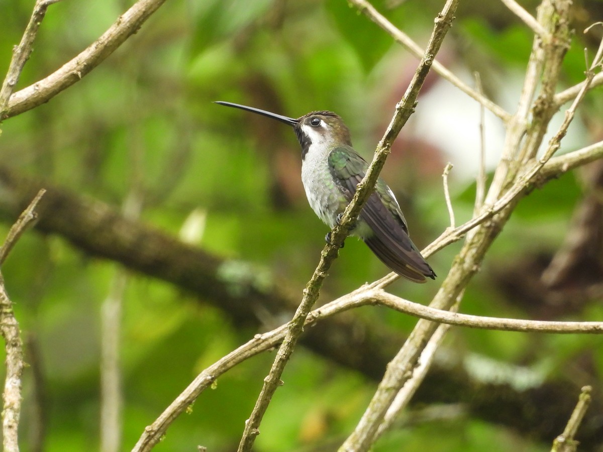 Long-billed Starthroat - ML640852037