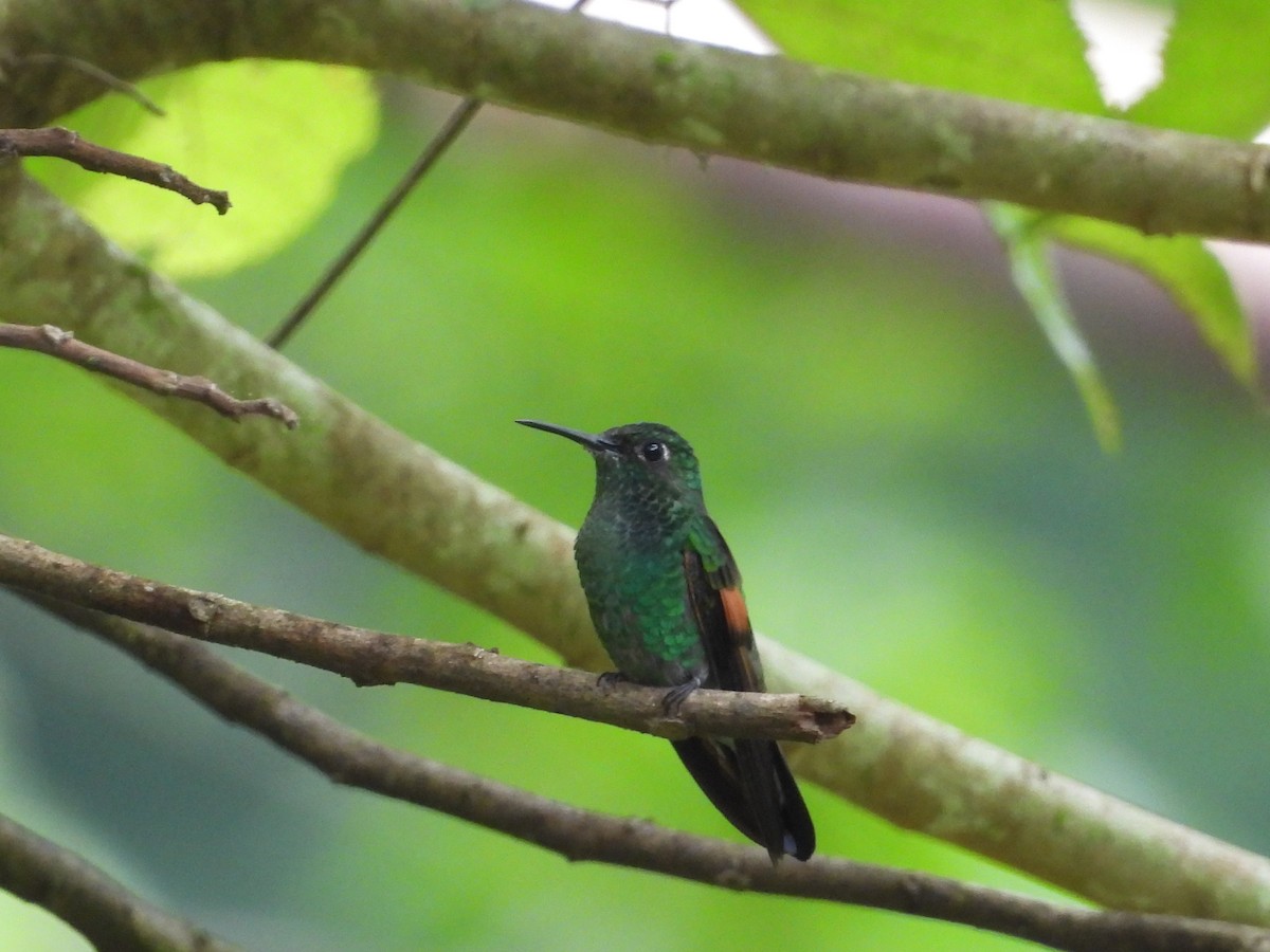 Stripe-tailed Hummingbird - ML640852053
