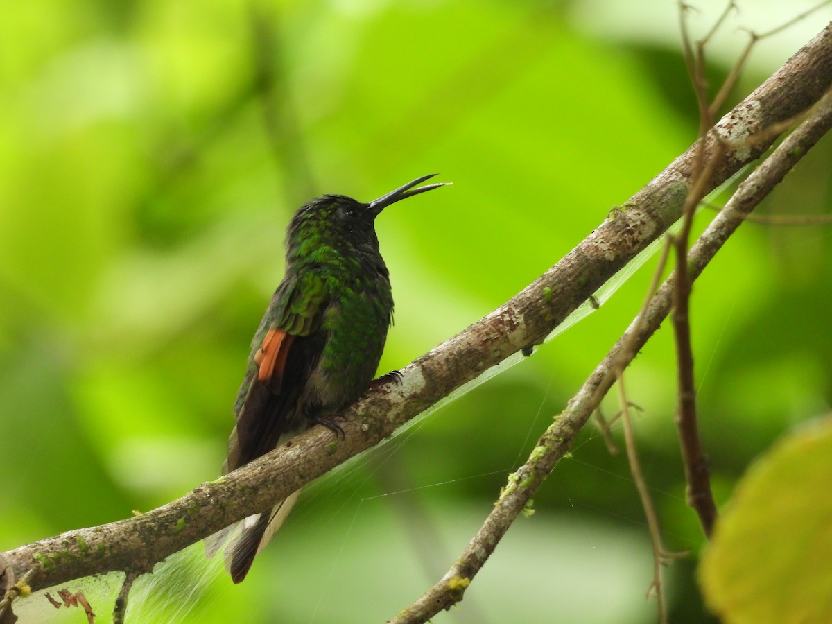 Stripe-tailed Hummingbird - ML640852054