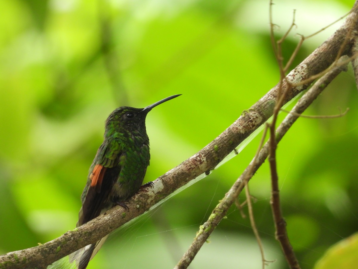 Stripe-tailed Hummingbird - ML640852055